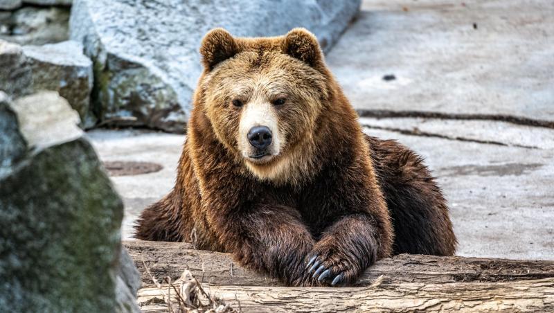Ein Braunbär liegt im Gehege eines Tierparks. Foto: Armin Weigel/dpa/Symbolbild Ein Braunbär liegt im Gehege eines Tierparks. Foto: Armin Weigel/dpa/Symbolbild