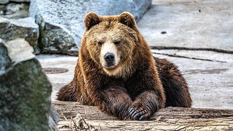 Ein Braunbär liegt im Gehege eines Tierparks. Foto: Armin Weigel/dpa/Symbolbild