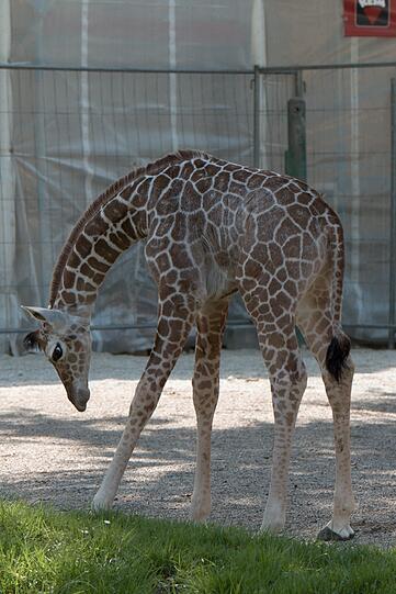 Ein zuckersüßes Giraffenbaby wartet im Tierpark Hellabrunn auf Besucher. Zwei Wochen ist es gerade alt. Hier gibt's schon mal die nettesten Fotos von dem putzigem Tierchen.