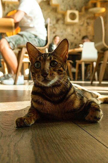 Katzentempel sind Restaurants, in denen Katzen eine Heimat gefunden haben. Es gibt sie an sechs Standorten deutschlandweit.