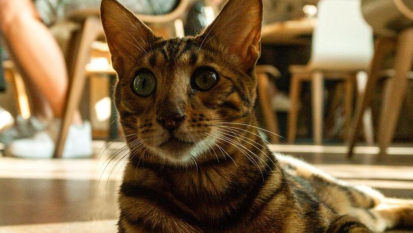 Katzentempel sind Restaurants, in denen Katzen eine Heimat gefunden haben. Es gibt sie an sechs Standorten deutschlandweit. Katzentempel sind Restaurants, in denen Katzen eine Heimat gefunden haben. Es gibt sie an sechs Standorten deutschlandweit.