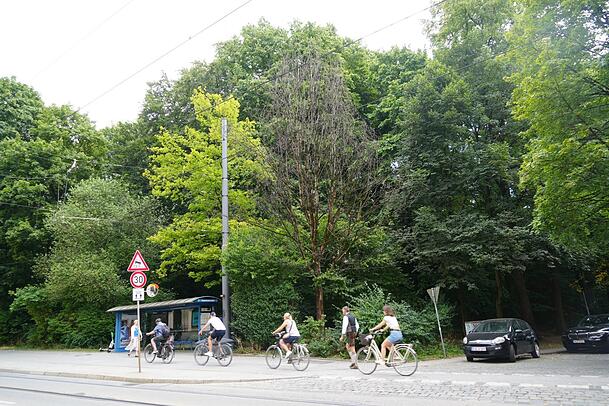 Gefählich? Dieser kahle Baum steht neben einem Wartehäusl.