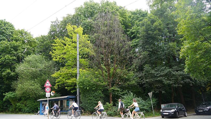 Gefählich? Dieser kahle Baum steht neben einem Wartehäusl. Gefählich? Dieser kahle Baum steht neben einem Wartehäusl.
