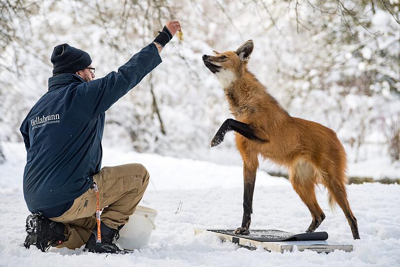 Bestandsaufnahme in Hellabrunn. Tierpfleger Florian Hundshammer mit Mähnenwolf Arken.