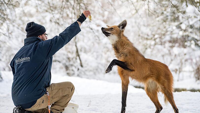 Bestandsaufnahme in Hellabrunn. Tierpfleger Florian Hundshammer mit Mähnenwolf Arken. Bestandsaufnahme in Hellabrunn. Tierpfleger Florian Hundshammer mit Mähnenwolf Arken.