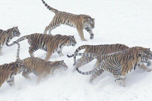 Sibirische Tiger in freier Wildbahn sind selten geworden