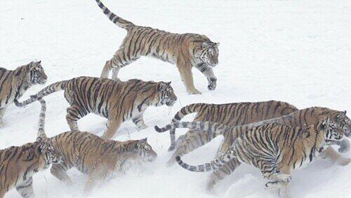 Sibirische Tiger in freier Wildbahn sind selten geworden Sibirische Tiger in freier Wildbahn sind selten geworden