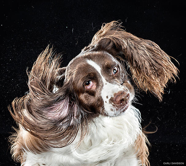 Springer-Spaniel "Katie"