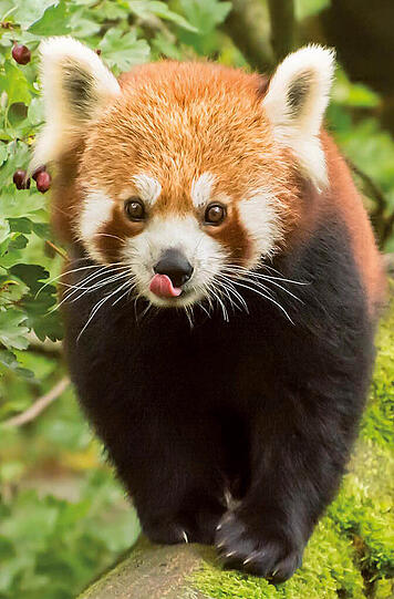 Der kleine Panda "Miu"