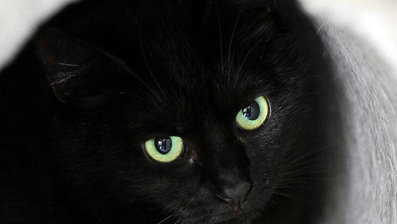 Bis zum 1. November dürfen im städtischen Tierheim der katalanischen Gemeinde keine schwarzen Katzen vermittelt werden. (Symbolbild)