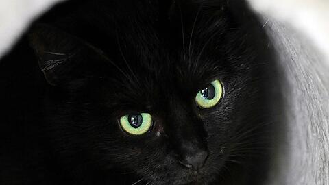 Bis zum 1. November dürfen im städtischen Tierheim der katalanischen Gemeinde keine schwarzen Katzen vermittelt werden. (Symbolbild)