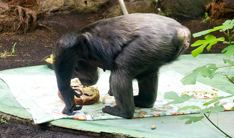 "Toni" wird 50: Der Methusalem-Affe aus dem, Tierpark Hellabrunn hat Geburtstag gefeiert. Die Bilder