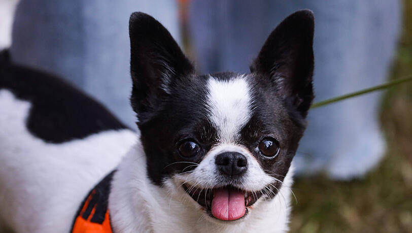 Ein Chihuahua sorgt in einem Flugzeug f&uuml;r Aufregung. (Symbolbild)