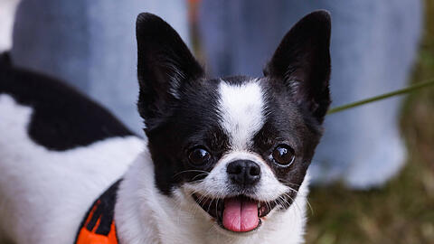 Ein Chihuahua sorgt in einem Flugzeug f&uuml;r Aufregung. (Symbolbild