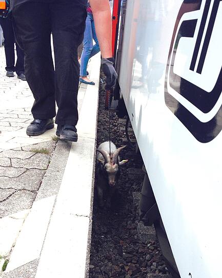 Kein feiner "Fritzi": Der Ziegenbock rannte auf die Gleise und kollidierte mit einem Zug. Für kurze Zeit war der Zugverkehr Richtung Freising lahmgelegt.