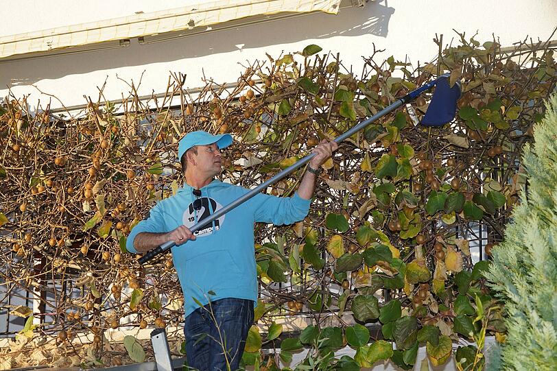 Hobbygärtner und Abteilungsleiter Alexander Friedsam-Neumüller züchtet einen Kiwibaum in seinem Garten in Trudering.