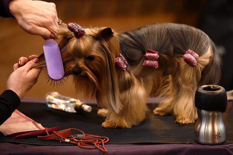 10.03.2017: Dieser Yorkshire Terrier würde jetzt wahrscheinlich lieber einem Stöckchen hinterherrennen. Stattdessen striegelt ihn sein Frauchen für die große Hundeschau "Crufts" 2017 in Birmingham (Großbritannien) zurecht.