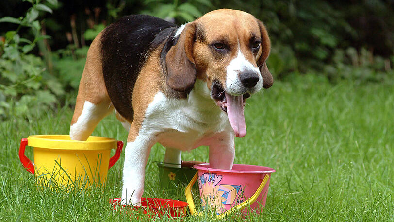 Auch eine Möglichkeit: Hund Barney gönnt sich ein kühles Fußbad in der Sommerhitze.