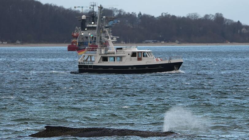 Ein größerer Saugbagger wird demnächst vor Ort erwartet. Ein größerer Saugbagger wird demnächst vor Ort erwartet.
