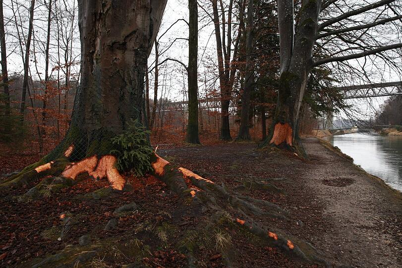 Der Biber fühlt sich an der Isar offenbar so richtig wohl und lässt es sich schmecken. Schön ist das nicht, beunruhigt muss wegen der Biber-Schäden aber niemand sein.