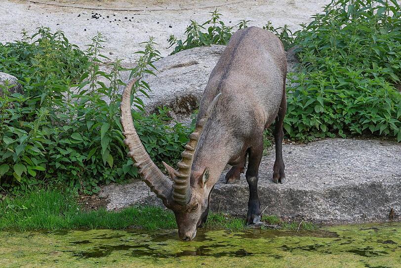 Wie gestellt für den AZ-Fotografen: ein stolzer Alpensteinbock stillt seinen Durst. Wie gestellt für den AZ-Fotografen: ein stolzer Alpensteinbock stillt seinen Durst.