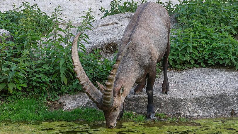 Wie gestellt für den AZ-Fotografen: ein stolzer Alpensteinbock stillt seinen Durst. Wie gestellt für den AZ-Fotografen: ein stolzer Alpensteinbock stillt seinen Durst.