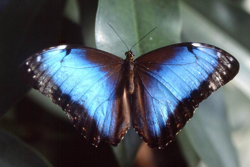 Exotische Schmetterlinge fliegen frei im Wasserpflanzenhaus.