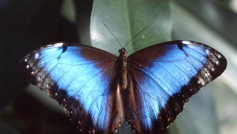 Exotische Schmetterlinge fliegen frei im Wasserpflanzenhaus. Exotische Schmetterlinge fliegen frei im Wasserpflanzenhaus.