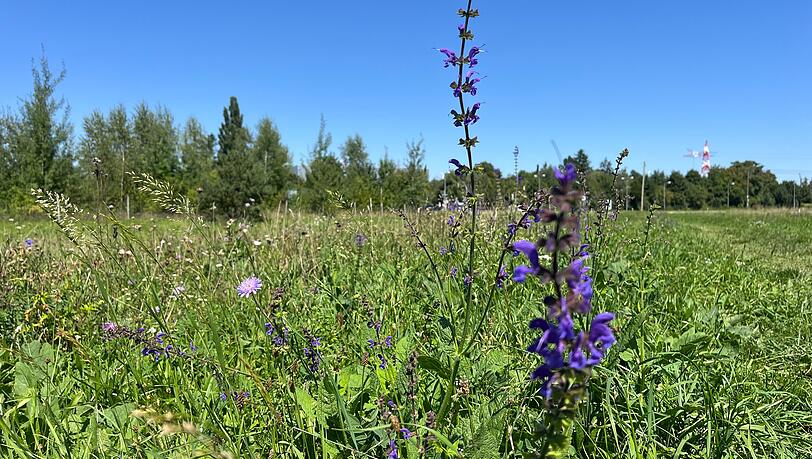 Auf der Magerwiese blühen gerade lila Wiesens Auf der Magerwiese blühen gerade lila Wiesens
