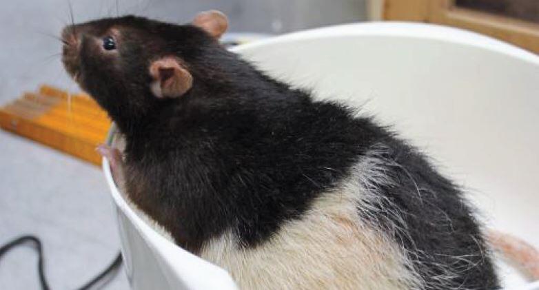 Auch Ratte Ben war ein Fall fürs Tierheim &ndash; und für eine Diät. Als er in Riem ankam wog er rund 800 Gramm.