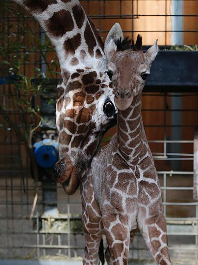 Familienzuwachs bei den Giraffen im Tierpark Hellabrunn: Mitte März brachte Mama Kabonga einen gesunden kleinen Giraffenbullen zur Welt. Einen Namen hat der Bub zwar noch nicht - aber ist jetzt schon ein kleiner Star.