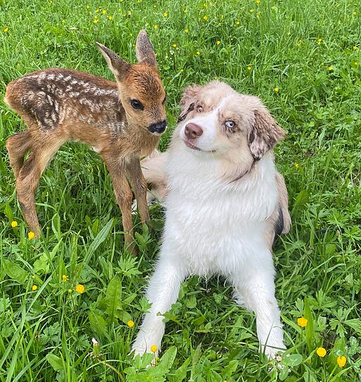 Hund Fonse (Mini Australien Shepherd) hilft gerne bei der Aufzucht von Findelkind-Rehkitz Peterl