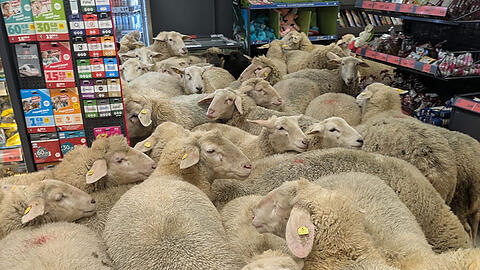 Die Schafe von Dieter Michler im Kassenbereich des Penny-Markts. Rund 50 Schafe hatten sich von der Herde getrennt und waren in die Discounter-Filiale gegangen.
