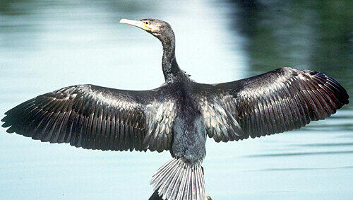 Der Kormoran richtet viel Schaden an und soll nach dem Willen der Teichwirte nun dezimiert werden. Der Kormoran richtet viel Schaden an und soll nach dem Willen der Teichwirte nun dezimiert werden.