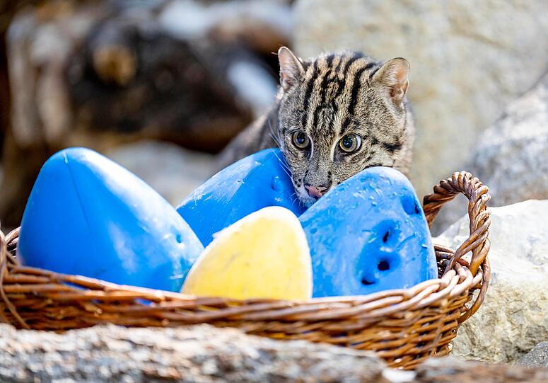 Seit 2016 wird die Fischkatze in der Roten Liste gefährdeter Arten geführt.