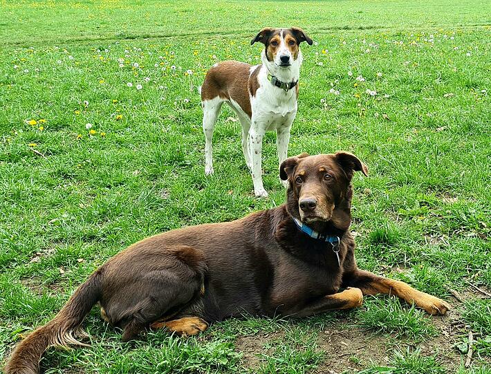 Cosmo& Bubica