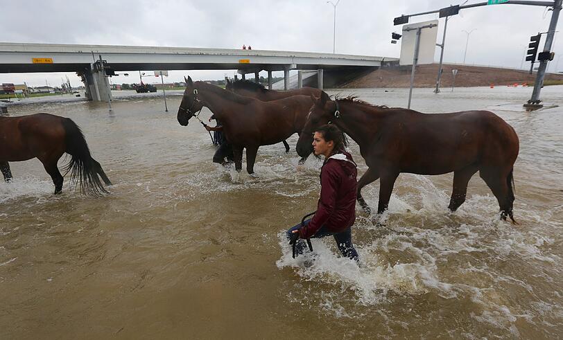 Freiwillige Helfer evakuieren Pferde in Houston.