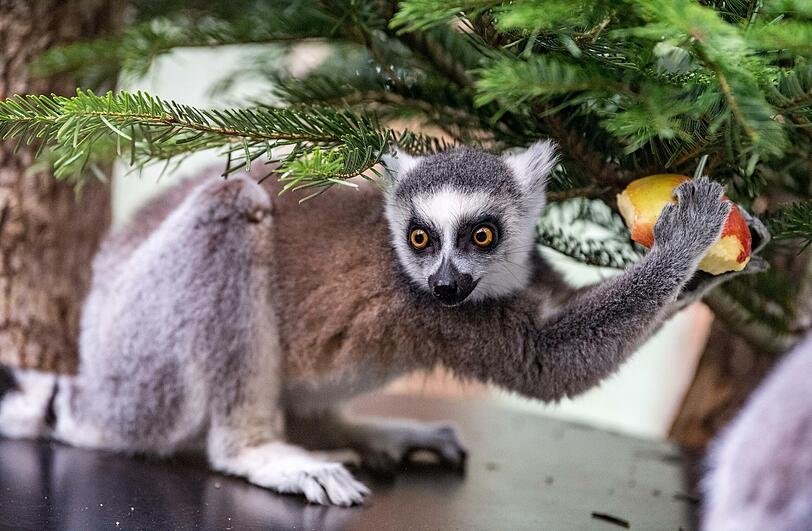 "Das gehört mir!" - Ein Katta hat sein Geschenk schon entdeckt und klaubt die Leckereien vom Weihnachtsbaum.