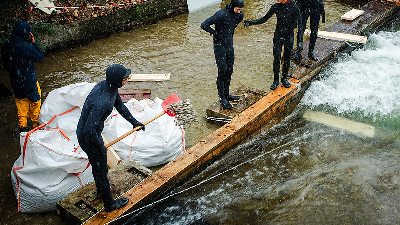 Mit Schaufeln wurde der Kies ins Bachbett befördert.