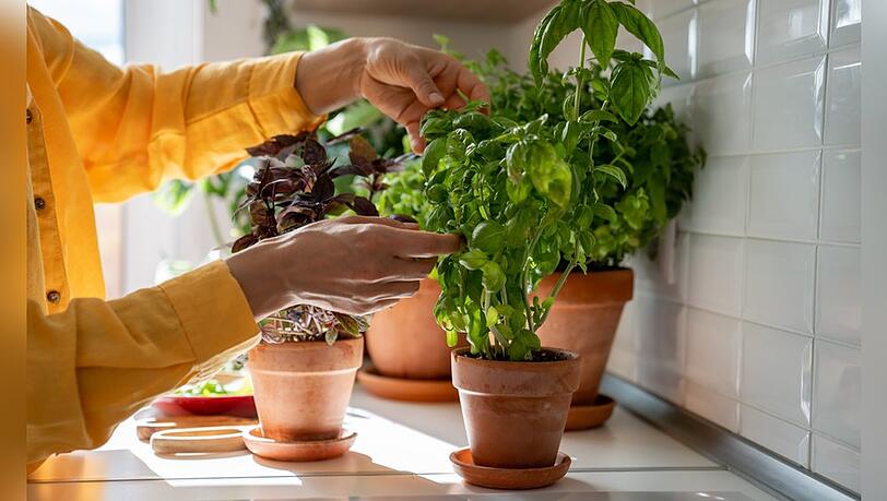 K&uuml;chenkr&auml;uter lassen schnell die K&ouml;pfe h&auml;ngen.