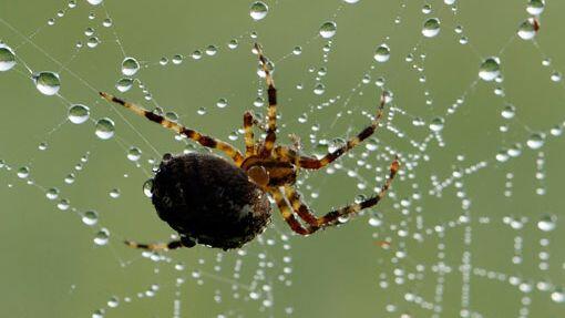 Die Spinne produziert einen Wunderfaden, der jetzt im Labor nachgebaut und für High-Tech Produkte genutzt werden kann