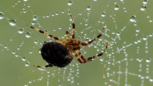 Die Spinne produziert einen Wunderfaden, der jetzt im Labor nachgebaut und für High-Tech Produkte genutzt werden kann Die Spinne produziert einen Wunderfaden, der jetzt im Labor nachgebaut und für High-Tech Produkte genutzt werden kann