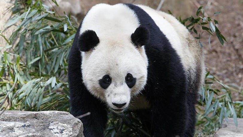 Riesenpanda-Dame Bao Bao im Zentrum zur Forschung für Pandazucht im chinesischen Chengdu.