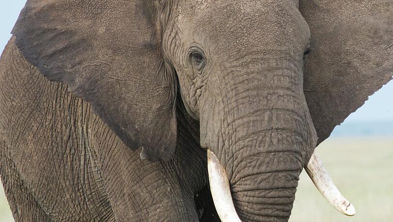 Ein Elefant in Rosenheim? Danach suchte zumindest ein junger Mann und benahm sich dabei gehörig daneben.