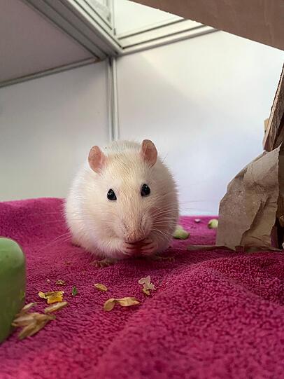 Die Farbratten-Männchen Gouda und Camembert (beide ca. 1) sind lieb, neugierig und zudem auch für Familien mit Kindern geeignet. Da Ratten äußerst soziale und kommunikative Tiere sind, müssen sie in ihrem neuen Zuhause mindestens zu dritt sein.