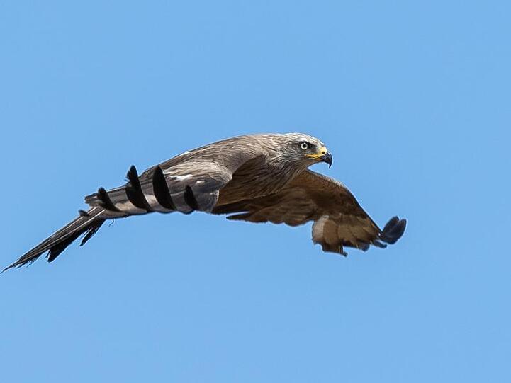 Ein Mäusebussard fliegt über ein Feld. Foto: Silas Stein/Archivbild
