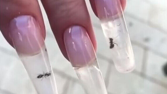 Die Ameisen werden von dem russischen Kosmetikstudio "Nail Sunny" lebend in künstliche Nägel eingearbeitet.