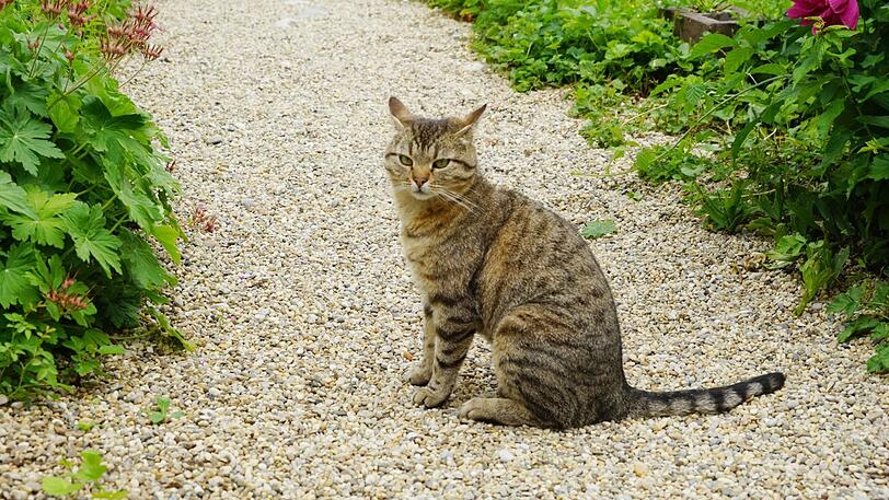 Kater Wasja ist vor sieben Jahren zugelaufen und lebt an der Kirche.