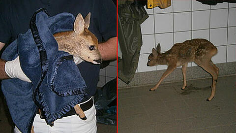 Ein Tierarzt brachte das leicht verletzte Rehkitz ins Münchner Tierheim.