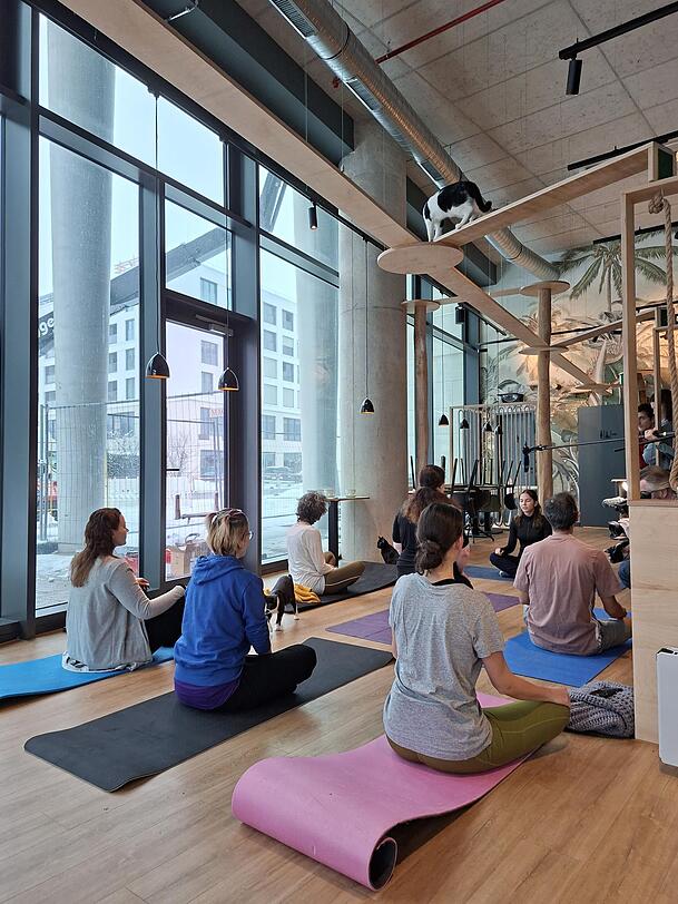 Die Katzen schauen sich das Yoga aus nächster Nähe an – oder aus sicherer Distanz von ihrem Catwalk aus. Die Katzen schauen sich das Yoga aus nächster Nähe an – oder aus sicherer Distanz von ihrem Catwalk aus.